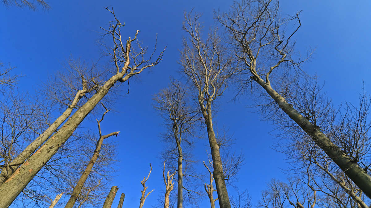 Germany's Extreme Weather Reality: Dominik Jung on Heatwaves & Floods